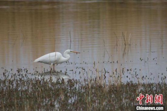 圖為大白鷺?？婶斂撕?托素湖自然保護(hù)區(qū)服務(wù)中心供圖 　　