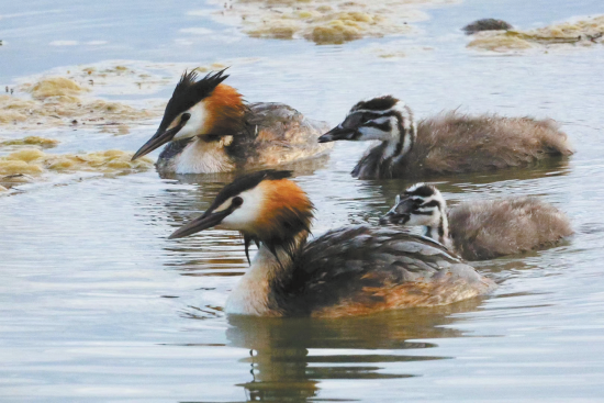 普氏原羚。