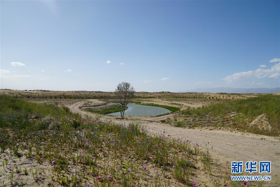 （決戰(zhàn)決勝脫貧攻堅·圖文互動）（4）高原鄉(xiāng)鎮(zhèn)沙珠玉 治沙斗貧成“綠?！薄嗪Ｊ」埠涂h沙珠玉鄉(xiāng)采訪見聞