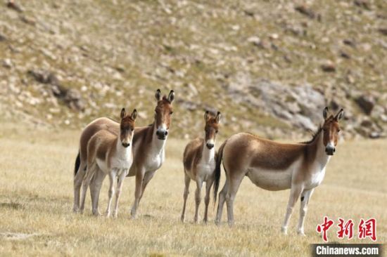 圖為三江源國(guó)家公園資料圖。三江源國(guó)家公園管理局供圖 　　