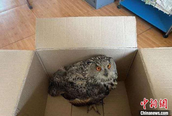 圖為青海省西寧市大通縣公安局森林警察大隊民警救助的國家二級保護野生動物——雕鸮?！∏嗪Ｊ」矎d森林警察總隊供圖 攝