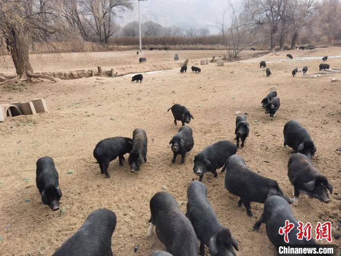 圖為藏香豬?！∑钤鲚?攝