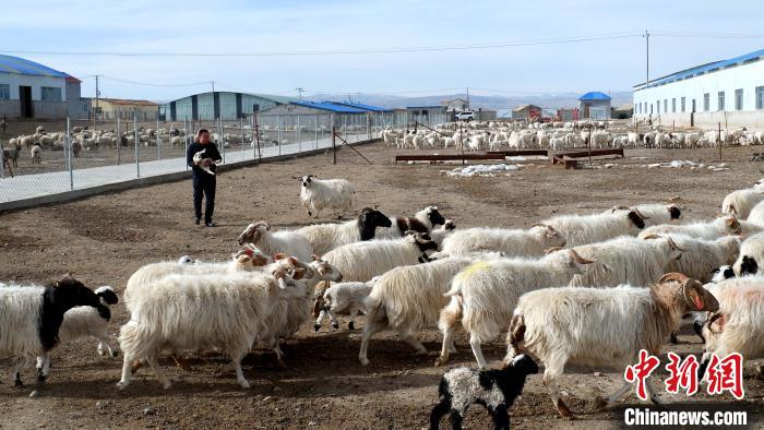 圖為馬金山查看羊羔長(zhǎng)勢(shì)?！±铍h 攝