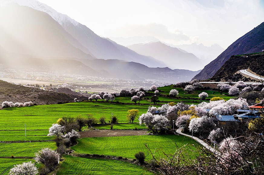 西藏林芝市波密縣傾多鎮(zhèn)八朵卡的田園風光（攝于4月5日）。新華網(wǎng) 達娃攝.jpg