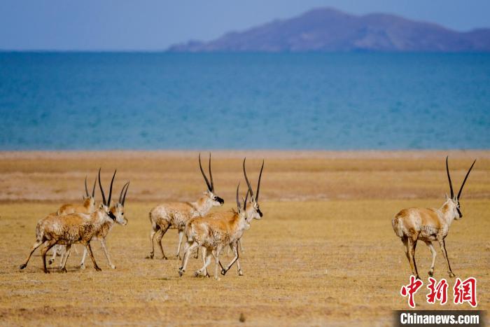 圖為西藏藏羚羊在色林錯湖邊覓食，隨著保護措施的不斷加強，如今西藏藏羚羊種群數(shù)量獲得恢復(fù)性增長。　江飛波 攝