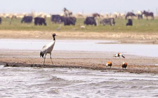  仙女灣一只黑頸鶴正在湖邊覓食。攝影：海東