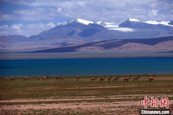 從317國道遠眺達則錯，湖岸藏羚羊與雪山美景令人矚目?！?lt;a target='_blank' ><p  align=