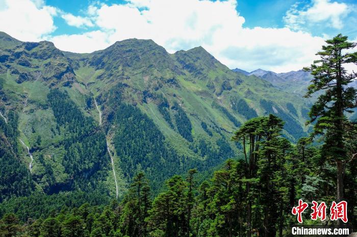 圖為西藏玉麥鄉(xiāng)森林資源。(資料圖) 江飛波 攝