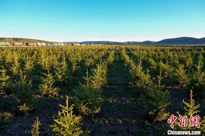 圖為科技團(tuán)隊(duì)在海拔4500米的西藏那曲種出“小森林”，其中超過(guò)7成成功越過(guò)5個(gè)冬天。　江飛波 攝