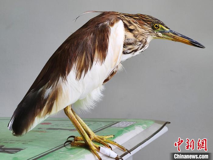 圖為被救助的國家一級重點(diǎn)保護(hù)動(dòng)物池鷺?！×鴿商?攝