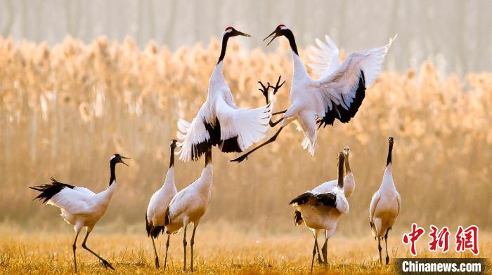 江蘇鹽城黃海濕地上的丹頂鶴。　鹽城市委宣傳部供圖