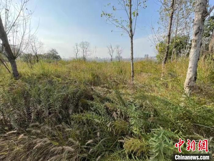 發(fā)現(xiàn)的加拿大一枝黃花?！畈?攝