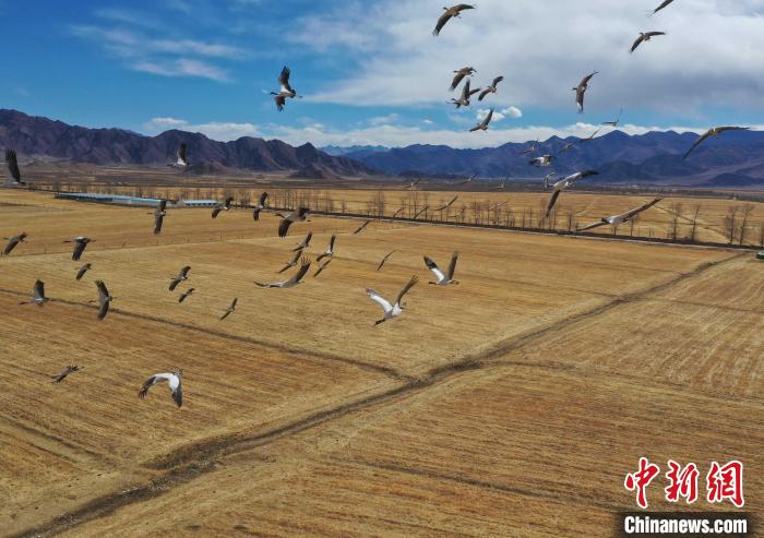 圖為黑頸鶴在拉薩市林周縣境內(nèi)飛翔?！∝暩聛硭?攝