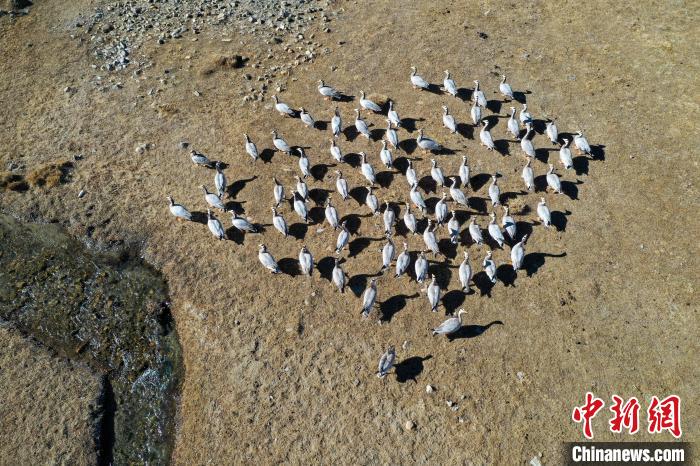 圖為拉薩市林周縣境內(nèi)越冬的候鳥。　貢嘎來松 攝