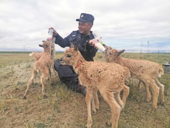  生命禁區(qū)的超級“奶爸”。