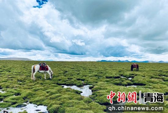 圖為長江南源沼澤濕地。李江寧攝