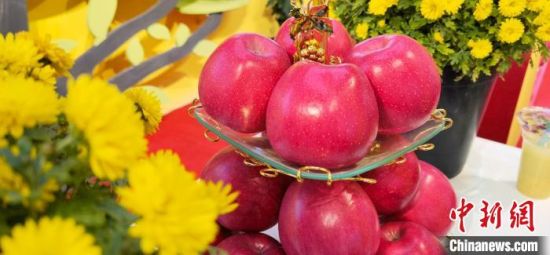 2021年10月15日，中國蘋果首屆產(chǎn)銷峰會暨甘肅平?jīng)龉焚Q(mào)易大會在平?jīng)鍪徐o寧縣開幕。(資料圖) 魏建軍 攝