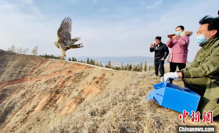 青海：救助、放歸四只國家二級保護(hù)野生動物