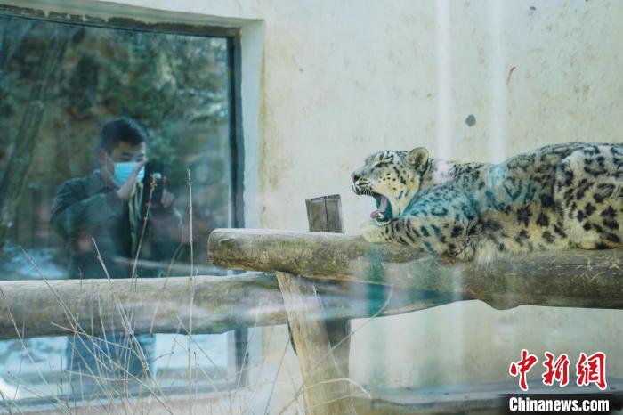 圖為雪豹“奶爸”史壽軍正在直播?！●R銘言 攝