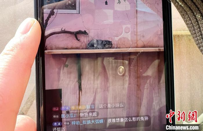 圖為雪豹“奶爸”史壽軍正在直播?！●R銘言 攝