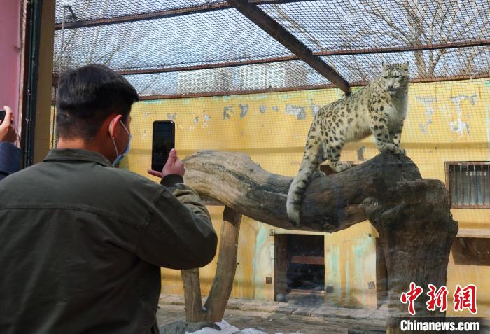 圖為雪豹“奶爸”史壽軍正在直播?！●R銘言 攝