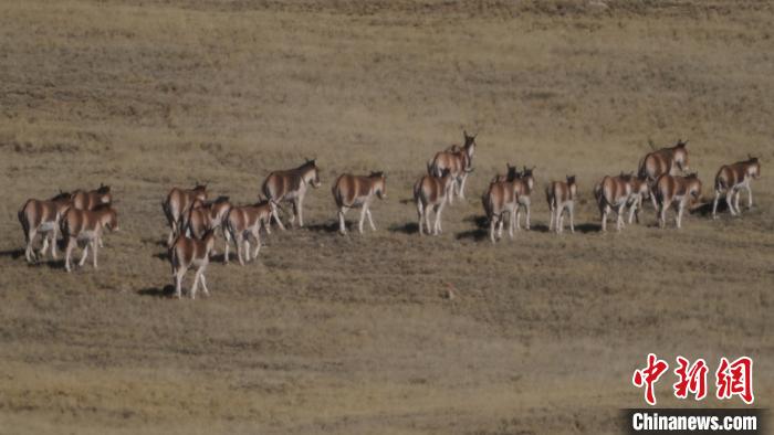 圖為草地上的西藏野驢?！“簿S斌 攝