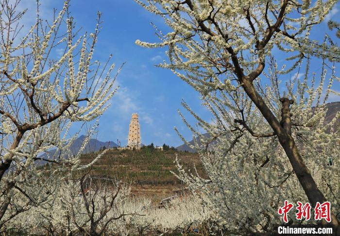 潔白的李花與碉樓交相輝映，勾勒出一幅美麗的和諧生態(tài)畫卷。　何清海 攝