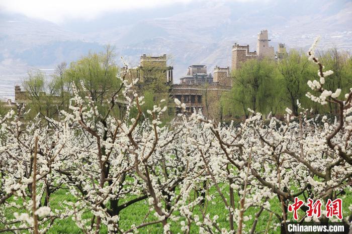 潔白的李花與村寨交相輝映，勾勒出一幅美麗的和諧生態(tài)畫卷?！『吻搴?攝
