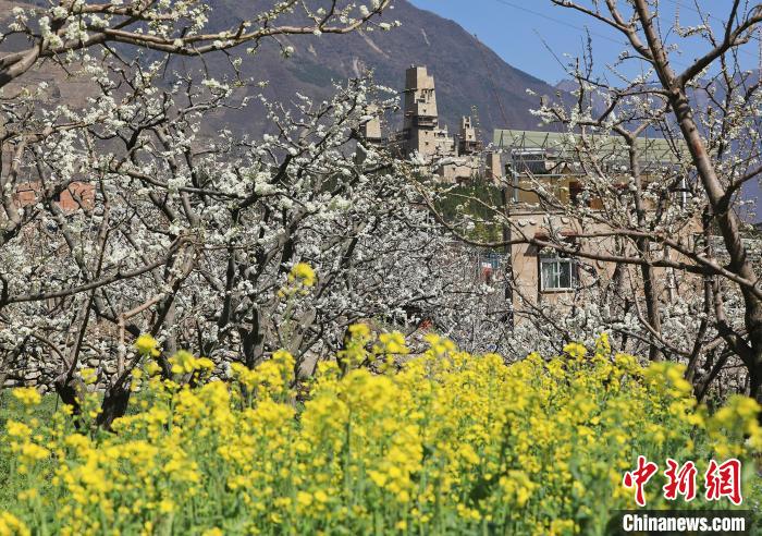 潔白的李花與村寨交相輝映，勾勒出一幅美麗的和諧生態(tài)畫卷?！『吻搴?攝