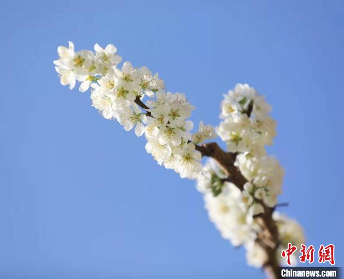 李花盛開?！『吻搴?攝