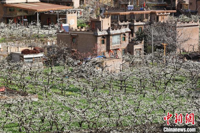 潔白的李花與村寨交相輝映，勾勒出一幅美麗的和諧生態(tài)畫卷?！『吻搴?攝