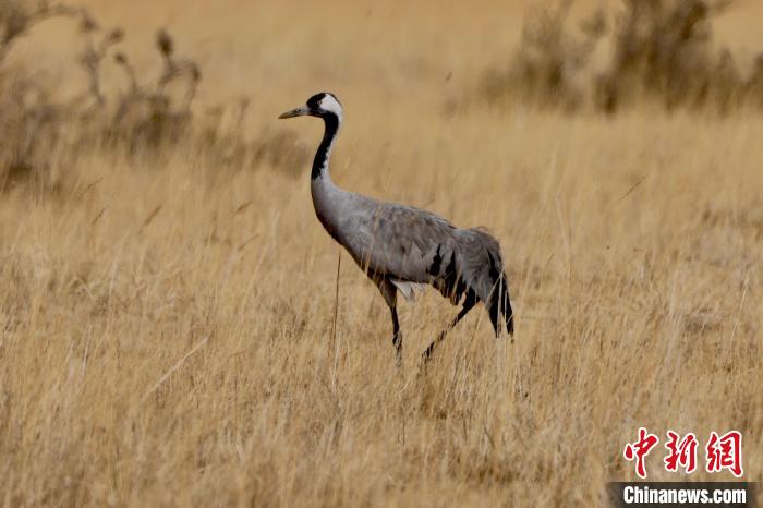 圖為灰鶴在青海海西蒙古族藏族自治州都蘭縣巴隆地區(qū)“閑庭漫步”?！?松太加 攝