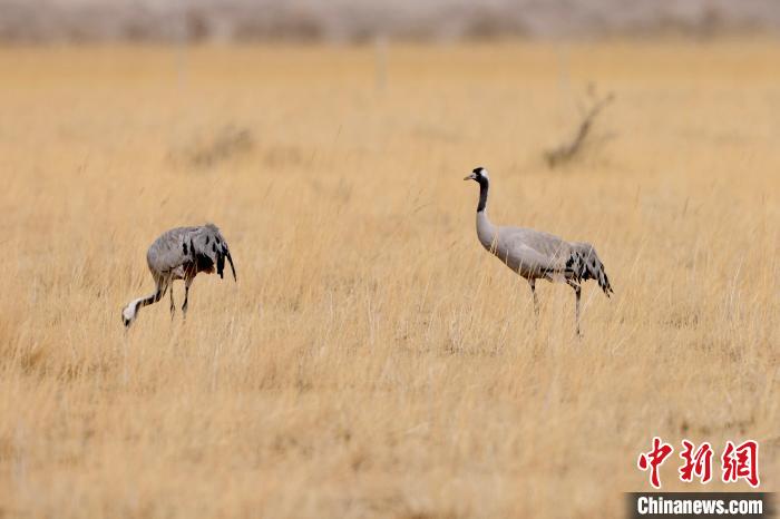 圖為灰鶴在青海海西蒙古族藏族自治州都蘭縣巴隆地區(qū)“閑庭漫步”?！?松太加 攝