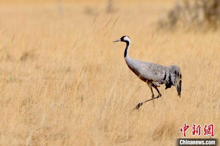 圖為灰鶴在青海海西蒙古族藏族自治州都蘭縣巴隆地區(qū)“閑庭漫步”?！?松太加 攝
