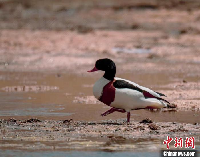 圖為翹鼻麻鴨。　功霸扎西 攝