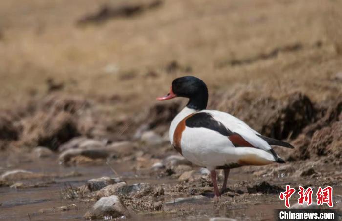 圖為翹鼻麻鴨?！」Π栽?攝