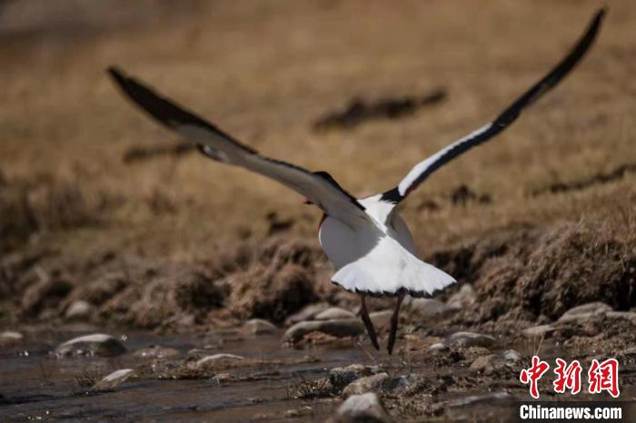 圖為騰飛的翹鼻麻鴨?！」Π栽?攝