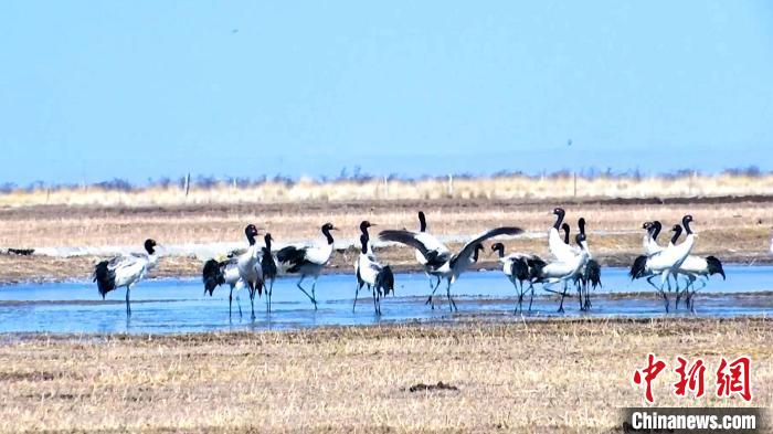 圖為成群的黑頸鶴“翩翩起舞”。　當(dāng)智 攝