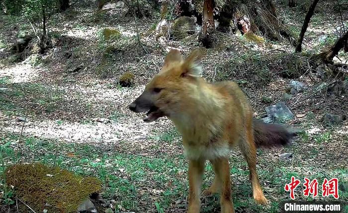 青?；ブ鄙搅謪^(qū)首次記錄到豺活動影像