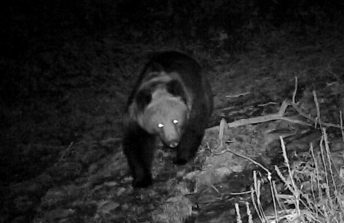 青?；ブ鄙?0年來(lái)首次發(fā)現(xiàn)棕熊活動(dòng)軌跡