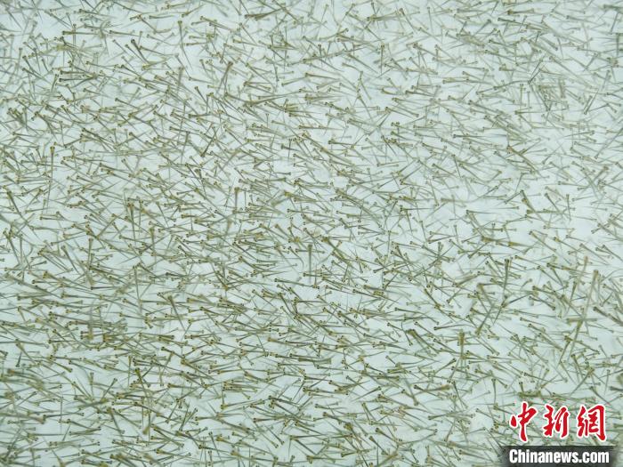 圖為密集培育的魚苗。　張?zhí)砀?攝