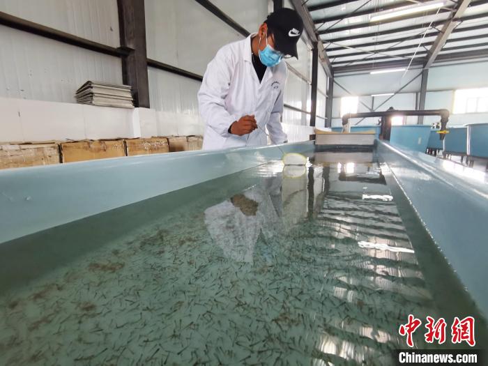 圖為工作人員檢查魚苗?！?zhí)砀?攝