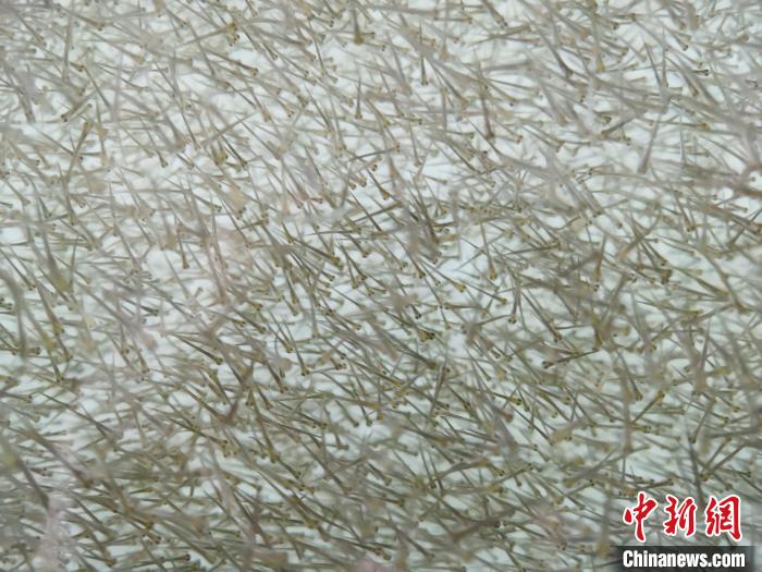 圖為密集分布的魚苗?！?zhí)砀?攝