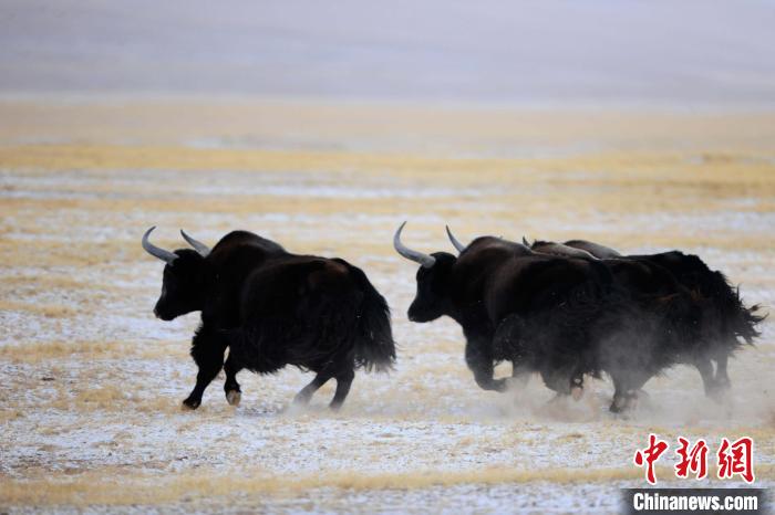 牦牛如何適應(yīng)低氧環(huán)境？中科院團隊發(fā)現(xiàn)牦牛特有肺內(nèi)皮細(xì)胞起作用