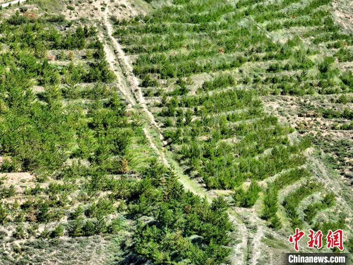航拍建行青海省分行綠化區(qū)。　祁增蓓 攝