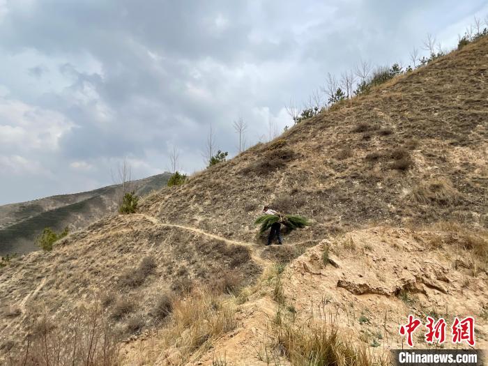 資料圖為建行青海省分行綠化區(qū)施工隊(duì)隊(duì)員人工運(yùn)樹苗?！〗ㄐ星嗪Ｊ》中泄﹫D