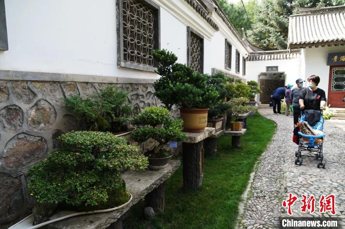 圖為市民在西寧園林植物園內(nèi)觀賞盆景?！●R銘言 攝
