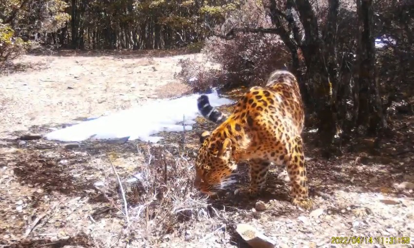 金錢豹。涼山州委宣傳部供圖