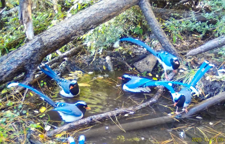 紅嘴藍(lán)鵲。涼山州委宣傳部供圖