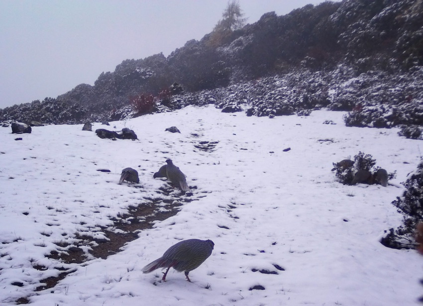 血雉。涼山州委宣傳部供圖
